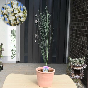 2024年NEW 白花エニシダ 鉢植え テラコッタ鉢入り ブルーム 金雀枝