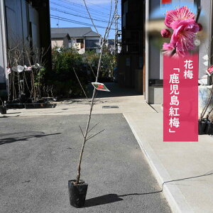 ~̂Ԃƍy 2025NԉLԔ~ g~ d炫 g~ ~ x炫 Ԕ~100`120Z`