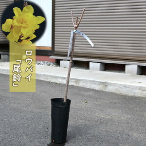 2025NNEW EoC  c IXY X~