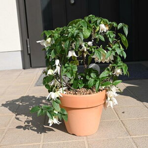 2025年2月に開花クレマチス 冬咲き アンスンエンシス コンナータ系 クレマチス鉢  ユンナンエンシス ウインター・ベル  素焼き鉢入り