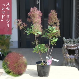 2025年6月開花 スモークツリー レッド 苗 ケムリノキ　7月以降のお届けは開花が終了した状態でのお届けになります