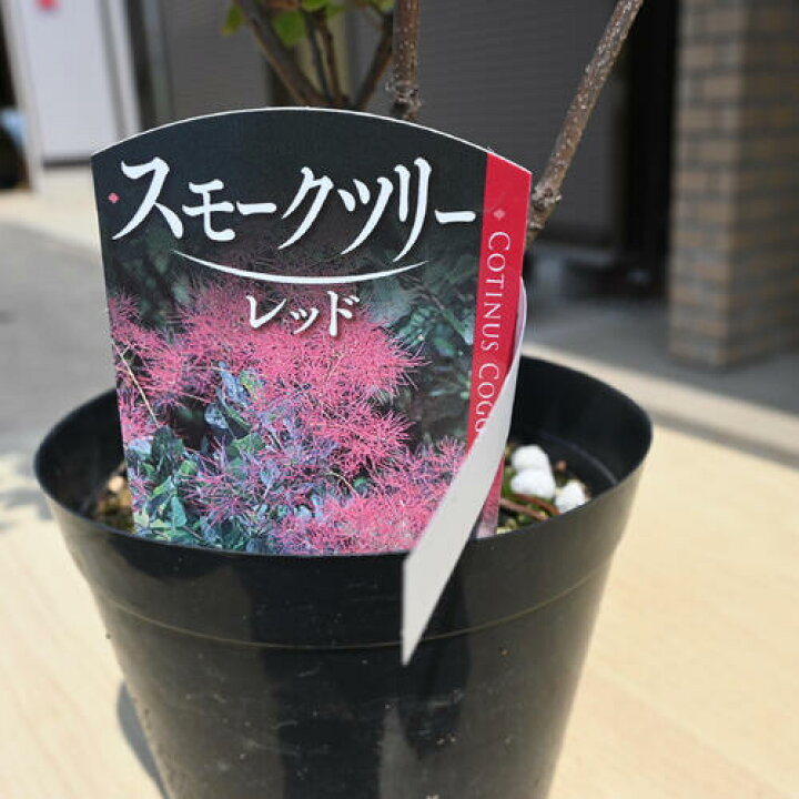 楽天市場】2025年6月開花 スモークツリー レッド 苗 ケムリノキ 7月 