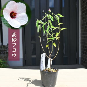 2025NNEW tE |bgc u ʖ ml{eJ