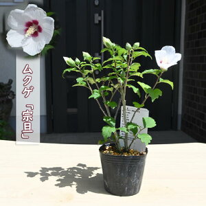 今季開花終了しております。2025年9月頃開花 ムクゲ 宗旦 ポット苗 木槿 茶花