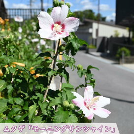 楽天市場】2026年開花椿苗八重白椿 【庭木】 【ツバキ】古典椿 姫白雪 