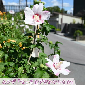 2025年7月開花ムクゲ苗 モーニングサンシャイン木槿