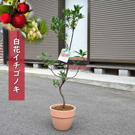 白花イチゴノキ 鉢植え ストロベリーツリー