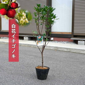 白花イチゴノキ 苗木 ストロベリーツリー 庭木