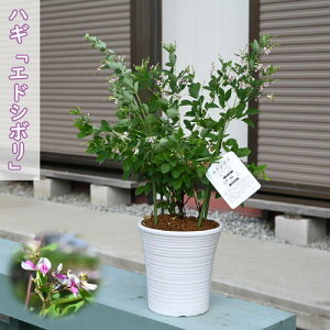 2025N9JԉԔ GhV{ nM ]ˍi  ͂ AH̎̉ 10{ȍ~͊JԂIĂ܂