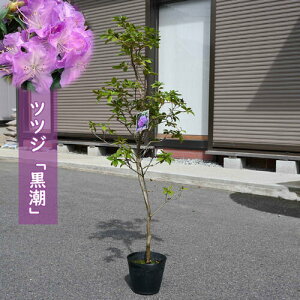 2025NNEW ccW  c u[nccW UP