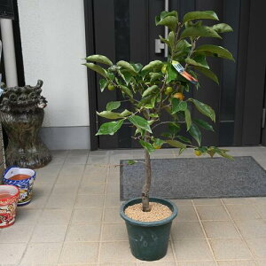 2025Nt10`12܂Ő琬`@`ʎc