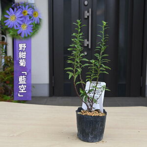 2025NNEW mRMN  |bgc R쑐 N 썮e