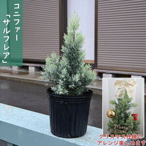 2025NNEW Rjt@[ TtA c NX}X̖ V{c[AňĂ킢Rjt@[ł