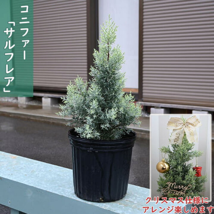 楽天市場】2025年NEW コニファー サルフレア 苗木 クリスマスの木 