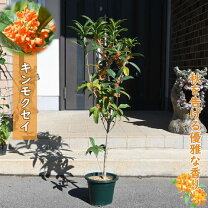 楽天市場】キンモクセイ 苗木の通販