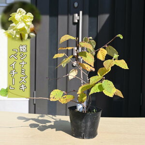 2025NNEW PVi~YL xC`[ |bgc Pxߐ