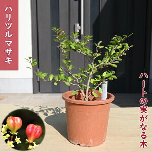 2025NNEW nc}TL c j n[gc[