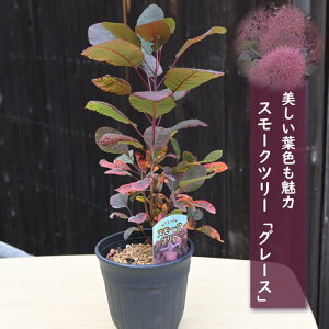 X[Nc[ OCX c PmL O[X@ꂩ35`50Z`