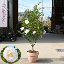 楽天市場】サザンカ 鉢の通販