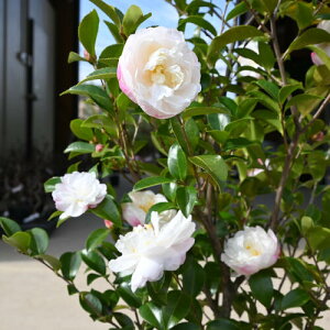 2025N1`2JԕcqTUJc @ y؁z yRԁzTUJc TUJ@OւsN@ւ͔̔d