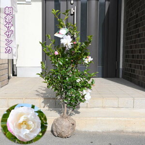 2025N11JԒ qTUJ@c y؁z yRԁzTUJc OւsN@ւ͔̔d