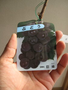 ぶどう  巨峰葡萄ポット苗