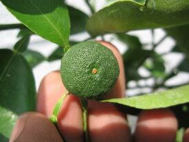 すだち鉢植え送料無料すだち　果樹鉢植え