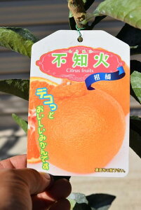 柑橘苗の通販 価格比較 価格 Com