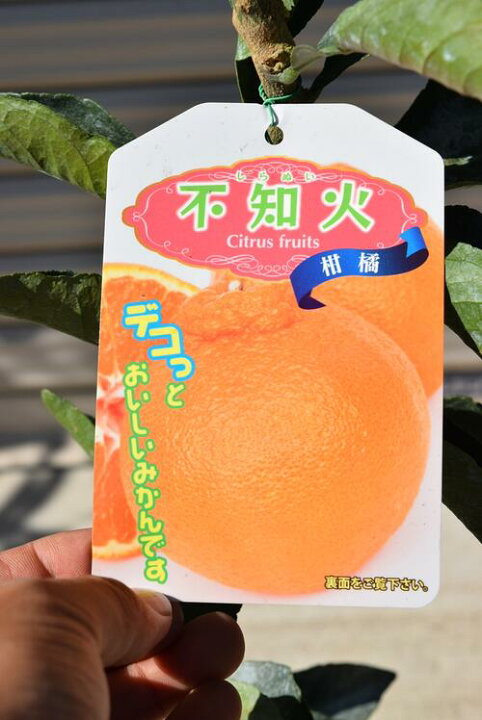 楽天市場 デコポン苗 みかんの木不知火苗 柑橘苗 ビタミンcは 免疫力アップ ト 収穫は1月 2月頃です 園芸百貨店何でも揃うこぼんさい