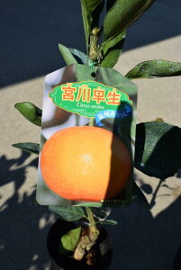 v[g2025N5`7JԌȂ݂{쑁݂݂̖݂ؑckc@݂@r^~Ć@Ɖu̓Abv@g@n1`2ł