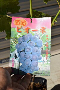 Ԃǂc@c@sI[lc@}ؕc2N