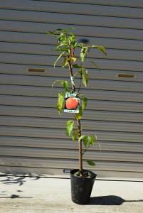 ���̖� �y�Ђ߂��Ȃ��c�z �y�ʎ����c�z�@�ʎ��c2�N���ږؕc�����Ђ߂��Ȃ��ʎ��c