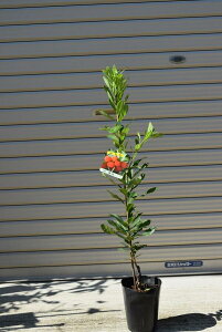 }c@Rc@}@IX؃}̌ɕKvȃIXؐږ1N|bgc