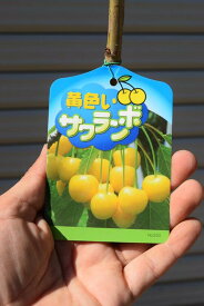 黄色いサクランボ接ぎ木苗 【庭木】 【果樹】【サクランボ苗】　
