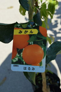 植木 盆栽 柑橘苗の人気商品 通販 価格比較 価格 Com