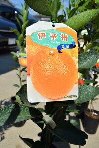 柑橘苗の通販 価格比較 価格 Com 柑橘苗の通販 価格比較 価格 Com