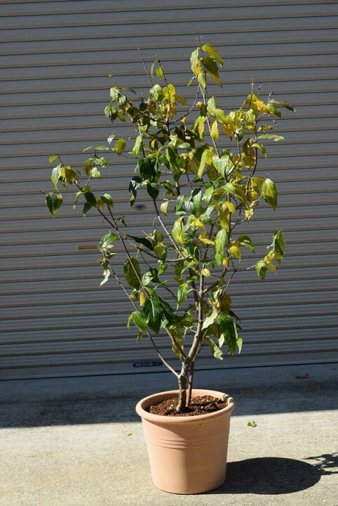 楽天市場 23年1月頃に開花花芽有り蝋梅満月ロウバイ鉢植え蝋梅 満月ロウバイ香りがすばらしい 満月ロウバイ満月蝋梅 まんげつろうばい 園芸百貨店何でも揃うこぼんさい