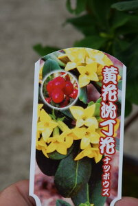 ԉ2025N1`2ɊJԒԍgԃvA艩Ԓԃic{EYW`EQԂ̉