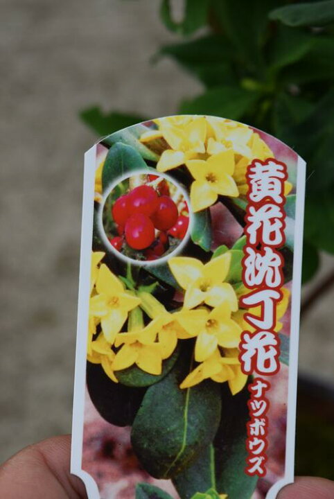 人気ブレゼント 沈丁花鉢植え 紅花沈丁花