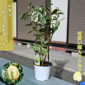 �H���ȃ����� �������c�� �s���N�����l�[�h �Ǔ��背���� �v�������� �E�G �ʎ�