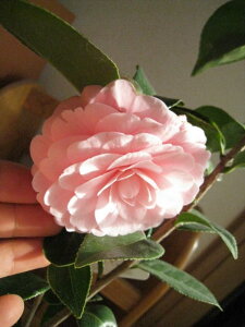 2025N34ɊJ yAz ycoLzÓT 