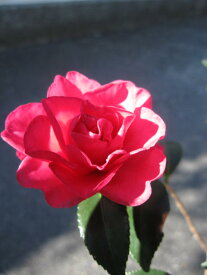 サザンカ苗とても紅色の綺麗な八重昭和の光サザンカ山茶花サザンカ苗花は紅色の八重咲