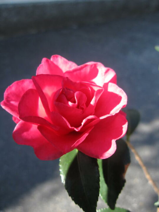 楽天市場 サザンカ苗とても紅色の綺麗な八重昭和の光サザンカ山茶花サザンカ苗花は紅色の八重咲 園芸百貨店何でも揃うこぼんさい 楽天市場 サザンカ苗とても紅色の綺麗な八重昭和の光サザンカ山茶花サザンカ苗花は紅色の八重咲 園芸百貨店何でも揃うこぼんさい