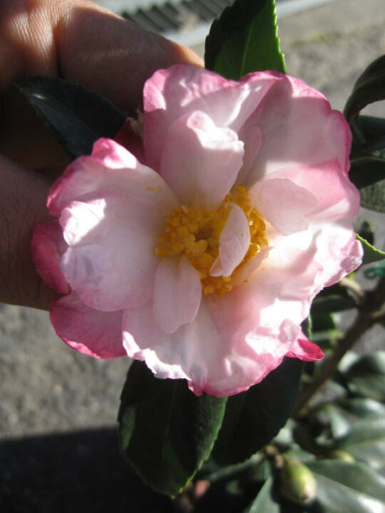 楽天市場 サザンカ有希 庭木 山茶花 サザンカ苗 園芸百貨店何でも揃うこぼんさい