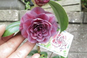 ���󎇂ɍ炭�֐M�y���A�� �y�c�o�L�z�֕c �ց@����@�}����