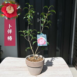 2025N3ɊJԖm A ڂ͂ Ԕ  coL 