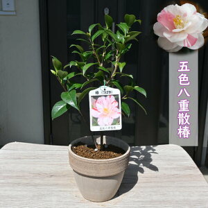 2025Nԉ肠 ܐFdU A ₦΂ Ԕ U coL 