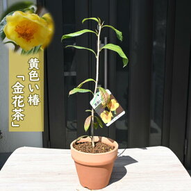 2023年新入荷 黄色い椿 金花茶 鉢植え 花鉢 ツバキ 椿 イエローカメリア