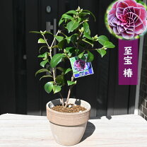 楽天市場】椿 鉢植えの通販