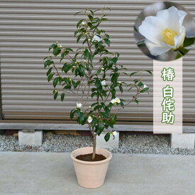 2023年12月26日撮影開花中　現品白侘助 椿 鉢植え 一重咲き 小輪 茶花 一輪挿し